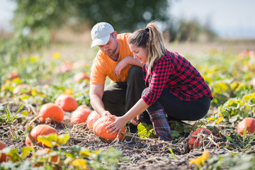 two young farmers harvesting giant pumpkins at field - thanksgiving and halloween preparation