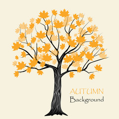 Autumn maple tree