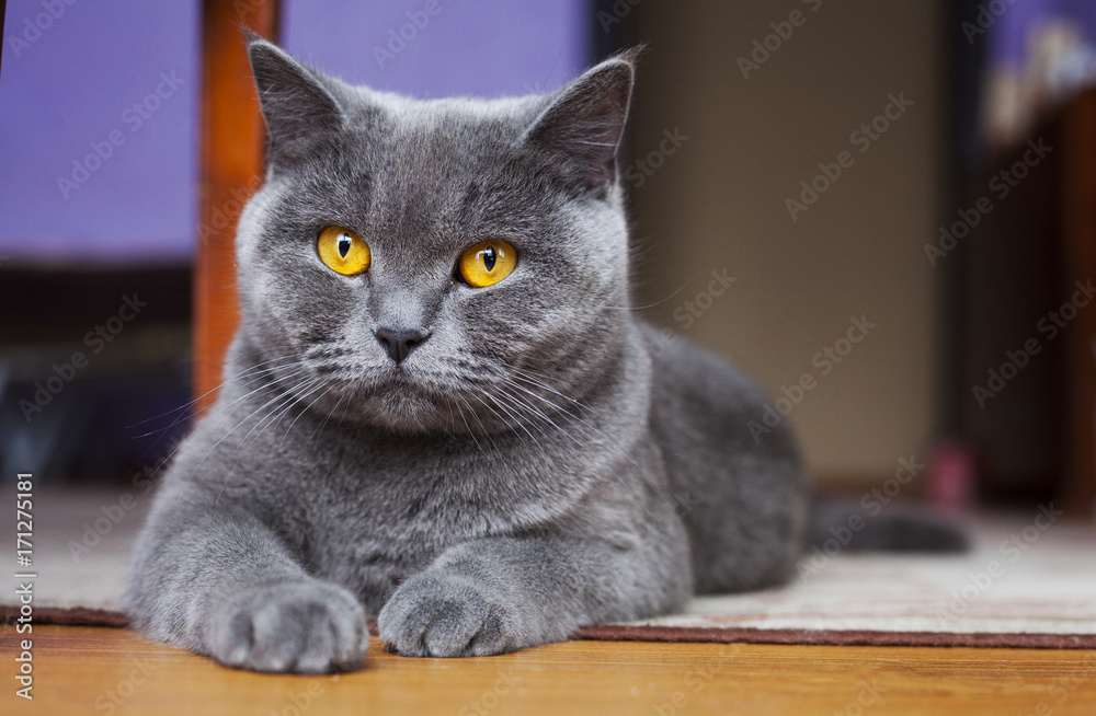 British Shorthair Cat lying on the floor - obrazy, fototapety, plakaty 
