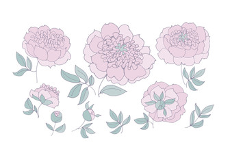 Wall Mural - tender elegant floral elements set for web and print. peony sketch vector illustration.  hand drawn spring flower sketch for surface design. .