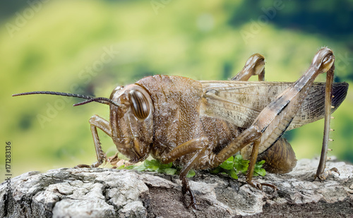 Fotomural Focus Stacking - Migratory Locust, Locust, Locusta migratoria