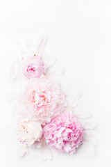 Fototapete - beautiful pink peony flower background