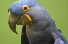 Beautiful Blue And Yellow Hyacinth Macaw Parrot