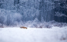 Red Fox Walking In Forest On Snow