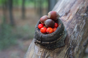 Hazelnut and rowan berries in the forest. Nature