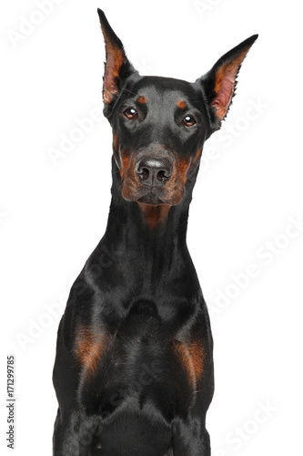 Photographie Doberman on white background
