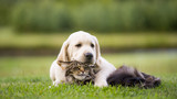 Fototapeta Zwierzęta - cute puppy an cat friendship