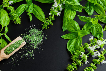 Wall Mural - Fresh juicy aromatic herb basil and inflorescence in a pattern on a dark background top view with copy space