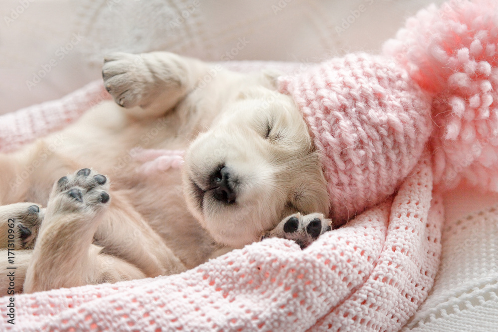 Cute little puppy of a golden retriever sleeping in a pink cap on a pink plaid - obrazy, fototapety, plakaty 