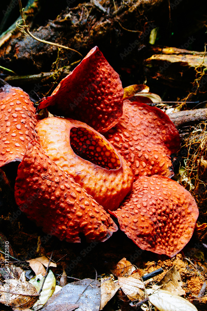 Rafflesia the biggest flower in the world. This species located in ...