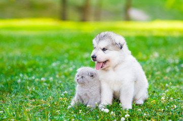 Wall Mural - Alaskan malamute puppy and kitten on green grass looking away. Space for text