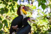 Wreathed Hornbill Bird In Bali Island Indonesia