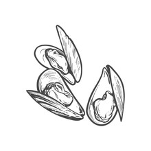 Vector Sketch Cartoon Sea Mussel, Oyster. Isolated Illustration On A White Background. Sea Delicacy Food Concept