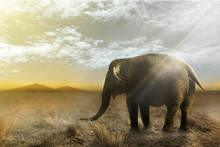 Single Elephant Walking In A Field With The Sun From Behind