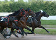 The three horses trotter breed on speed on racetrack. Harness horse racing. 
