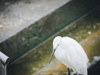 White heron is on the dock.