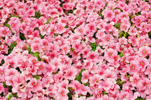 Flowering Pink Petunia