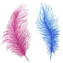 Watercolor drawing, feathers, blue feather, pink feather, composite pattern, ostrich feathers on white background, for graphics and decor