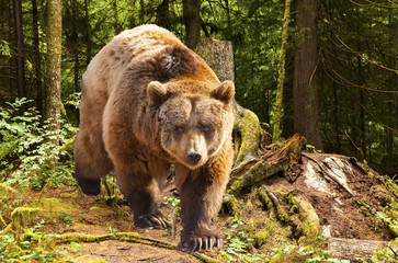 West Canada, rocky mountains, canadian brown bear moving in the forest