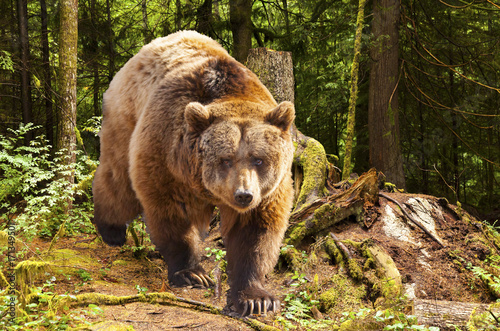 West Canada, rocky mountains, canadian brown bear moving in the forest
