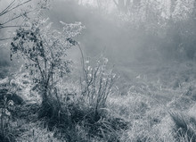 Misty Autumn Morning In The Village. Monochrome Photo.