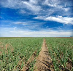 Poster - onion field