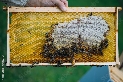 Zdjęcie XXL Zakończenie up strzelał mężczyzna ręki mienia rama z pszczoła woskiem. Selektywna ostrość.