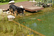 German shepherd dog watching koi carps in the water