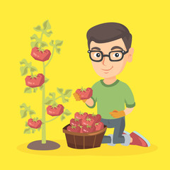 Wall Mural - Little caucasian farmer boy sitting next to the basket and the bush of tomatoes. Happy farmer boy in glasses harvesting tomatoes in the basket. Vector sketch cartoon illustration. Square layout.