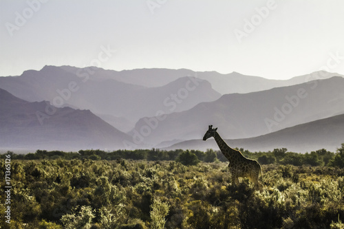 Zdjęcie XXL Żyrafa na przejażdżkę