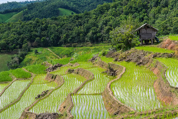 Rice terrace and mountain with the rain storm at the background at Pa Bong Piang near Inthanon National Park and Mae Chaem, Chiangmai, Thailand..