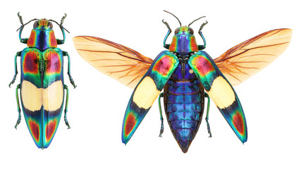 Wall Mural - Chrysochroa ocellata jewel beetle