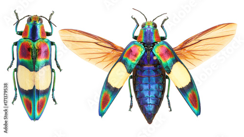 Fotomural Chrysochroa ocellata jewel beetle