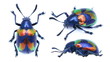 Platycorynus undatus leaf beetle
