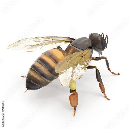 Zdjęcie XXL owad miód pszczeli na białym tle. 3D ilustracji