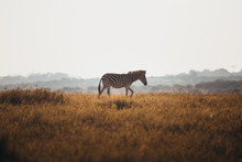 Zebra On Safari In South Africa.