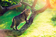 Cute Cat Sits On A Branch Of A Tree In A Garden