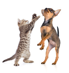 Wall Mural - puppy and young cat isolated on white