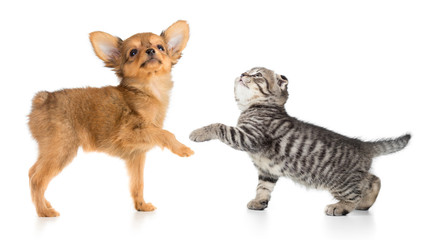 Wall Mural - puppy and young cat isolated on white