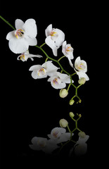 White Orchid on a black background