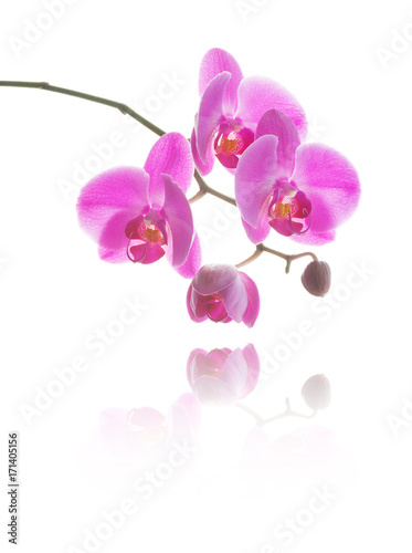 Pink orchid on a white back...
