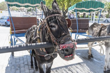 Donkey Mijas, Andalucía, Spain