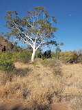Fototapeta Sawanna - Giant Ghost Gum tree near Trephina Gorge,  east of Alice Springs, Northern Territory, Australia 2017