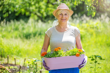 Poster - Senior woman gardening
