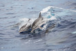 Duett springender Delfine vor Sao Miguel (Azoren)