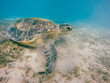 big Adult green sea turtle (Chelonia mydas)