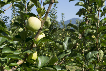 Apples are on branches