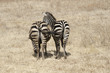 Zebre, posteriori, coppia, Africa, safari, pascolo, Tanzania, lago, erba, savana