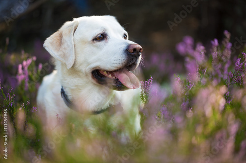 Plakat Labrador retriever w kwiatach wrzosu
