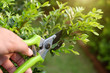 pruning green plants with pruning shears in garden
